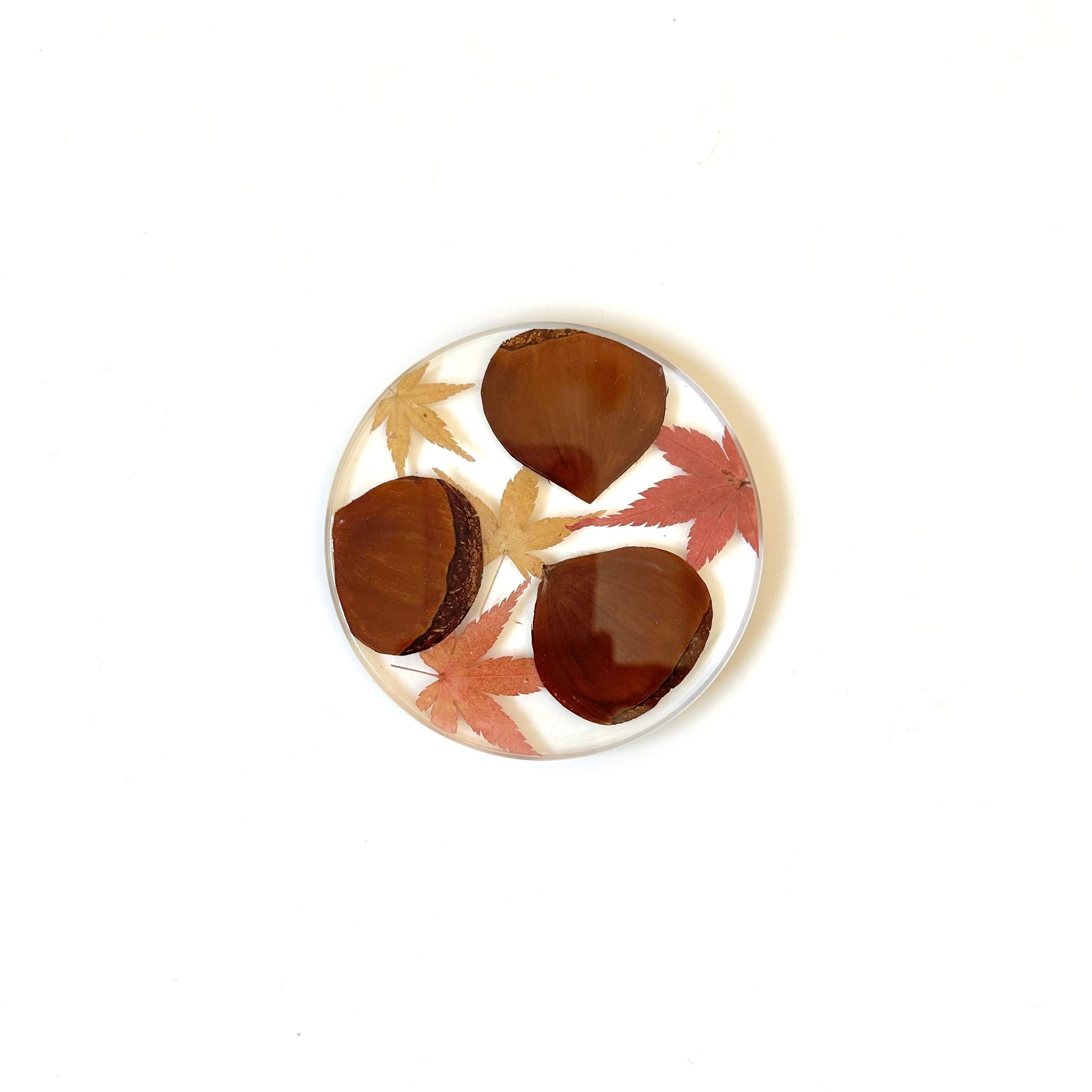 栗のコースター